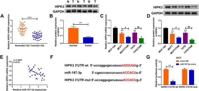 HIPK3 Antibody in Western Blot (WB)