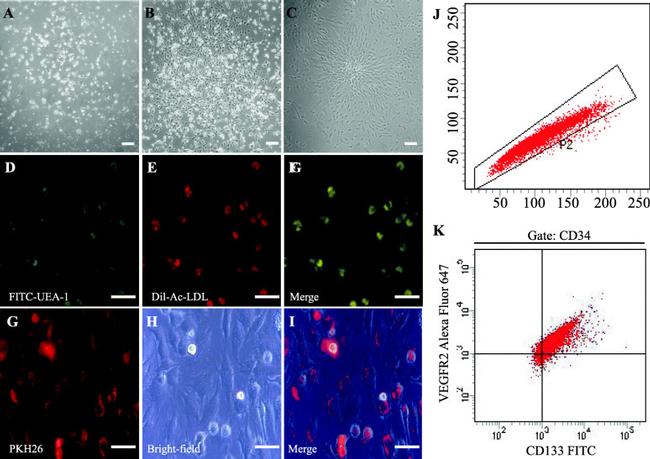 CD34 Antibody in Flow Cytometry (Flow)