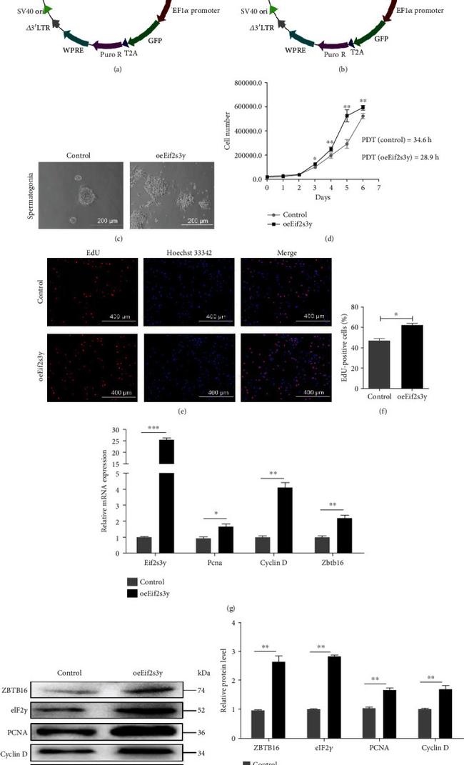 eIF2 gamma Antibody in Western Blot (WB)