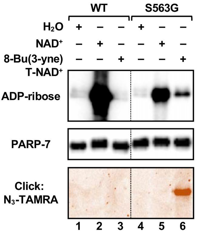 TIPARP Antibody in Western Blot (WB)