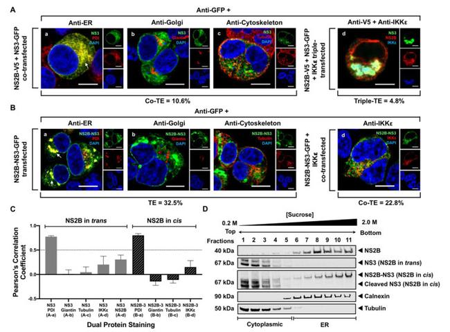 PDI Antibody in Immunocytochemistry (ICC/IF)