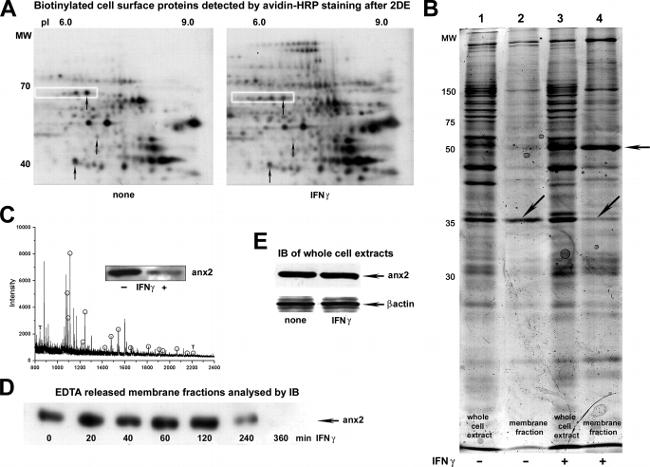 Annexin A2 Antibody in Western Blot (WB)