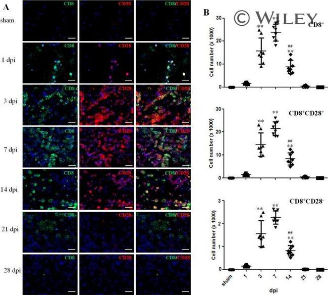 CD8a Antibody in Flow Cytometry (Flow)