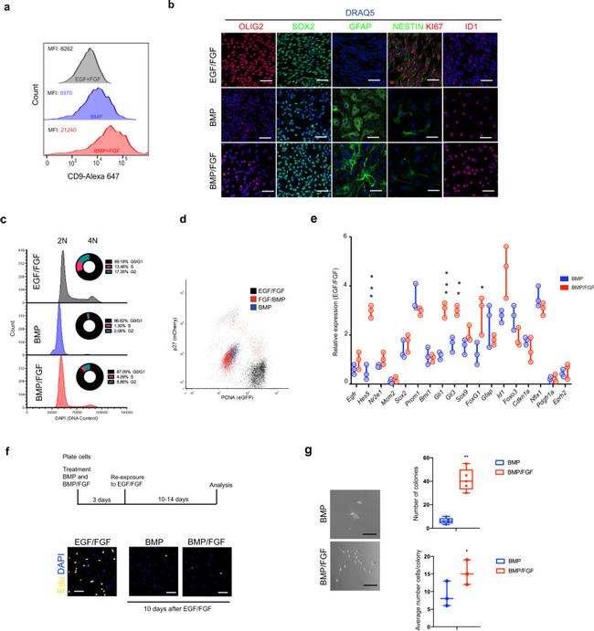 CD9 Antibody in Flow Cytometry (Flow)