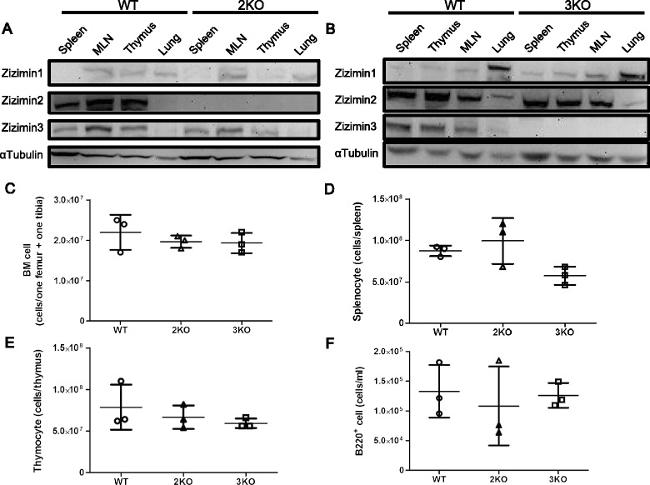 CD24 Antibody in Flow Cytometry (Flow)