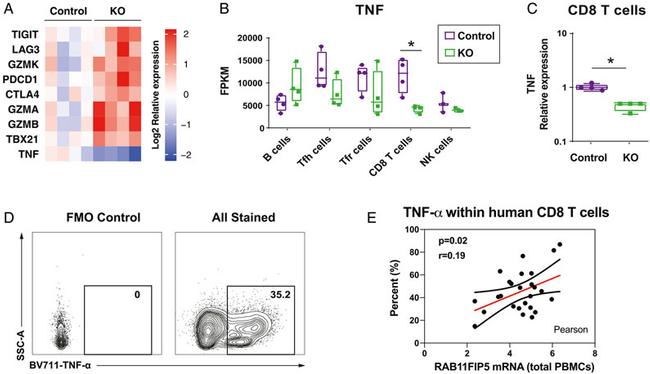 CD28 Antibody in Functional Assay (FN)