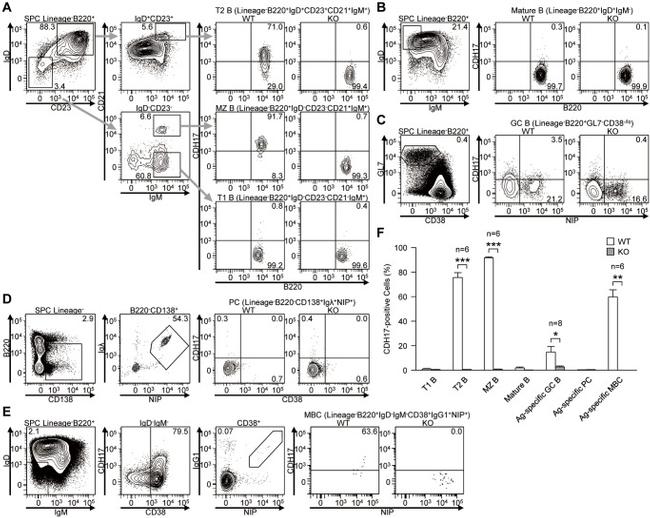 IgD Antibody in Flow Cytometry (Flow)