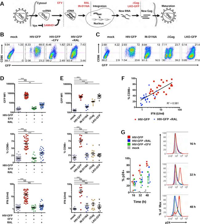 https://www.thermofisher.com/antibody/images/650/tfs_12975_nihms-939456-f0001.jpg?time=20220826?time=20220826