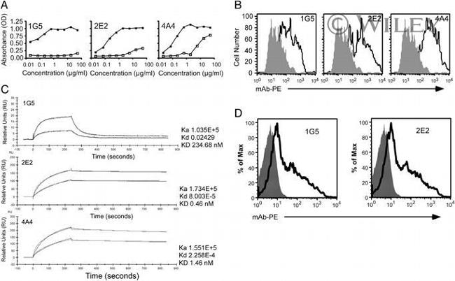 CD366 (TIM3) Antibody in ELISA (ELISA)