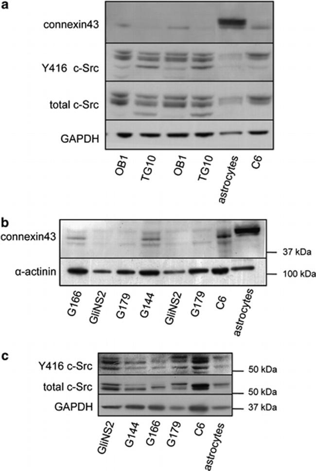 Connexin 43 Antibody in Western Blot (WB)