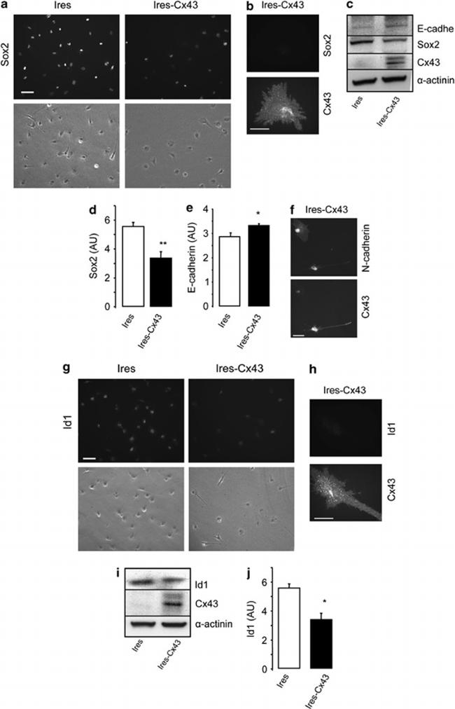 Connexin 43 Antibody in Western Blot (WB)