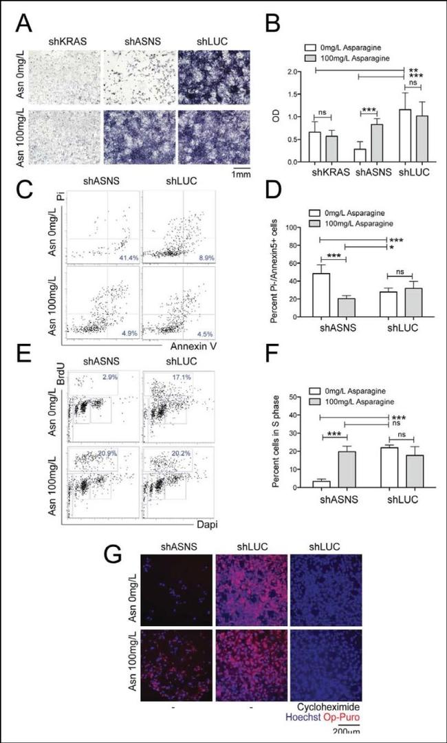 BrdU Antibody in Immunocytochemistry, Flow Cytometry (ICC/IF, Flow)