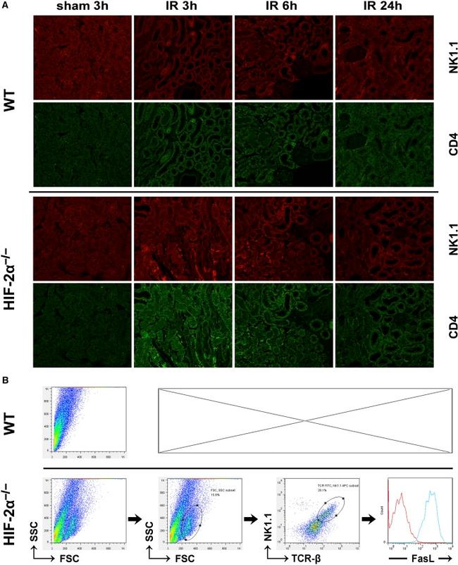 CD178 (Fas Ligand) Antibody in Flow Cytometry (Flow)