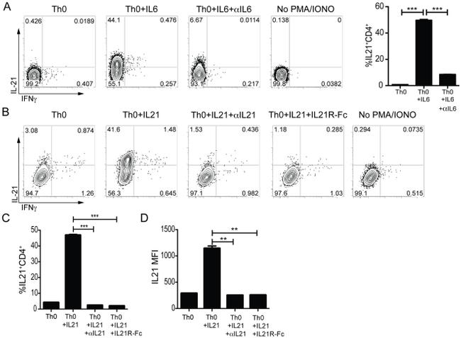 IL-21 Antibody in Flow Cytometry (Flow)