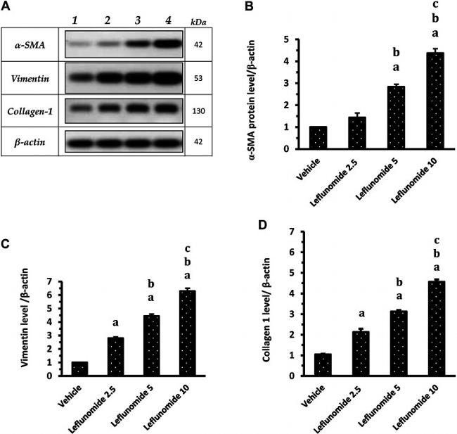 Vimentin Antibody in Western Blot (WB)