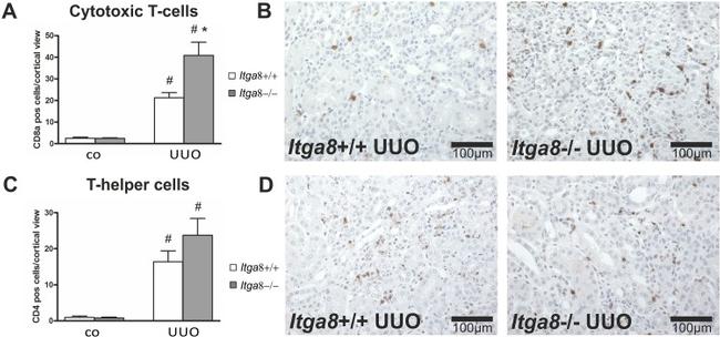 CD4 Antibody in Immunohistochemistry (IHC)