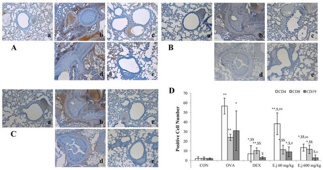 CD4 Antibody in Immunohistochemistry (IHC)