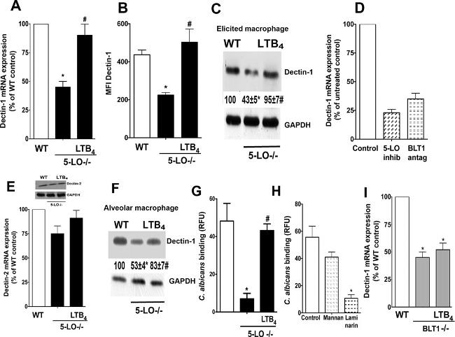 CD369 (Clec7a, Dectin-1) Antibody in Western Blot, Flow Cytometry (WB, Flow)