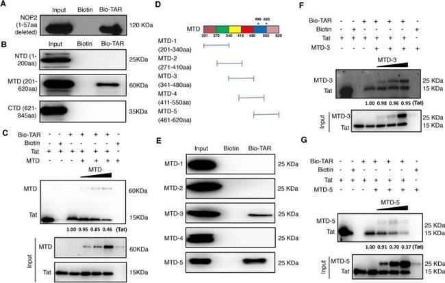 NOP2 Antibody in Western Blot (WB)