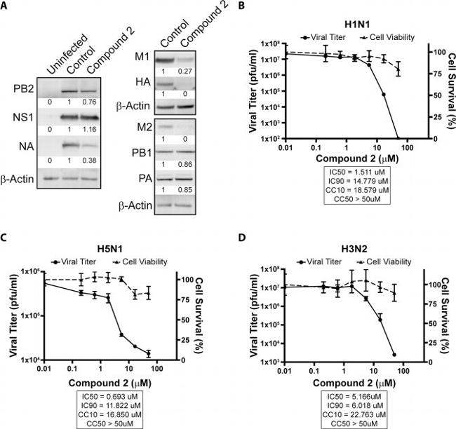 Influenza A M2 Antibody in Western Blot (WB)