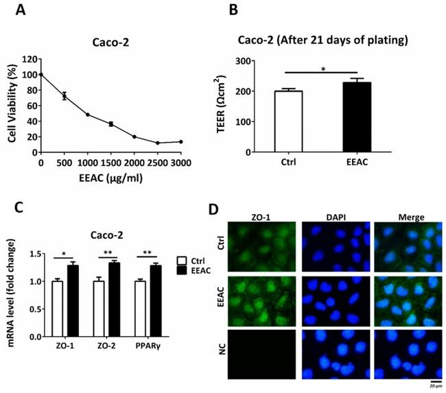 ZO-1 Antibody in Immunocytochemistry (ICC/IF)