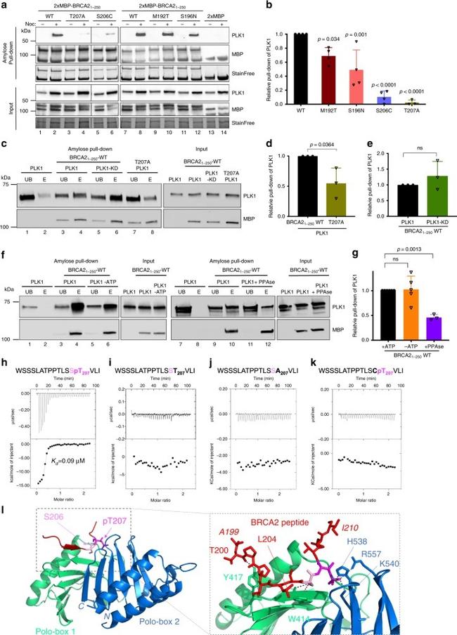 Maltose Binding Protein Antibody in Western Blot (WB)