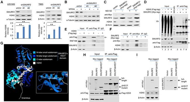 Myc Tag Antibody in Western Blot, Immunoprecipitation (WB, IP)