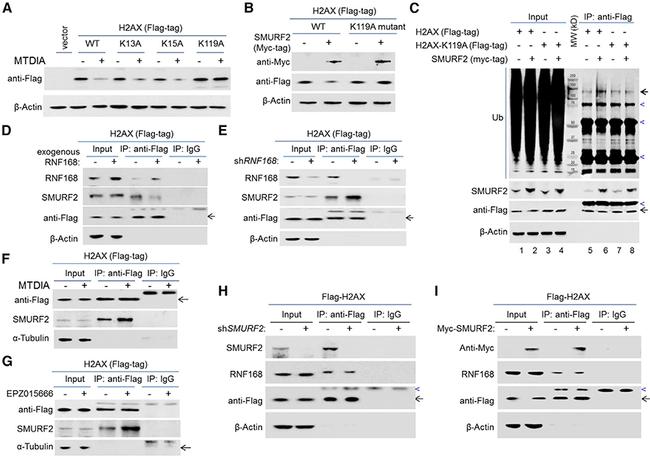 Myc Tag Antibody in Western Blot (WB)