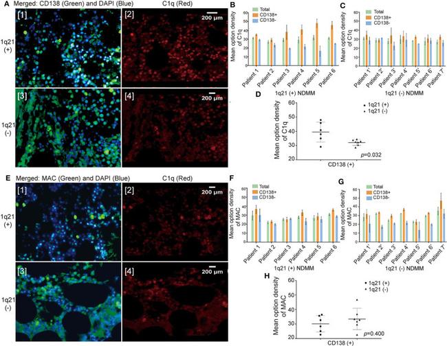 CD138 Antibody in Immunohistochemistry, Immunohistochemistry (Paraffin) (IHC, IHC (P))