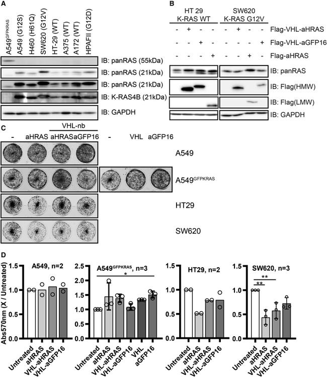 K-Ras Antibody in Western Blot (WB)