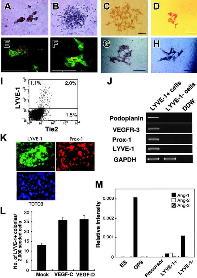 Lymphotoxin beta Receptor Antibody in Flow Cytometry (Flow)