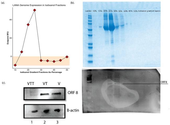 KSHV ORF8 Antibody in Western Blot (WB)