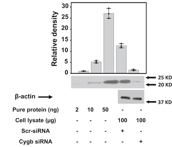 Cytoglobin Antibody in Western Blot (WB)