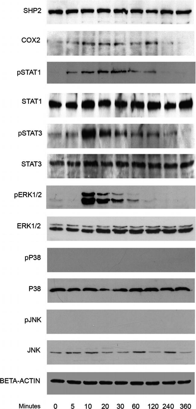 Phospho-ERK1/ERK2 (Thr185, Tyr187) Polyclonal Antibody (44-680G)