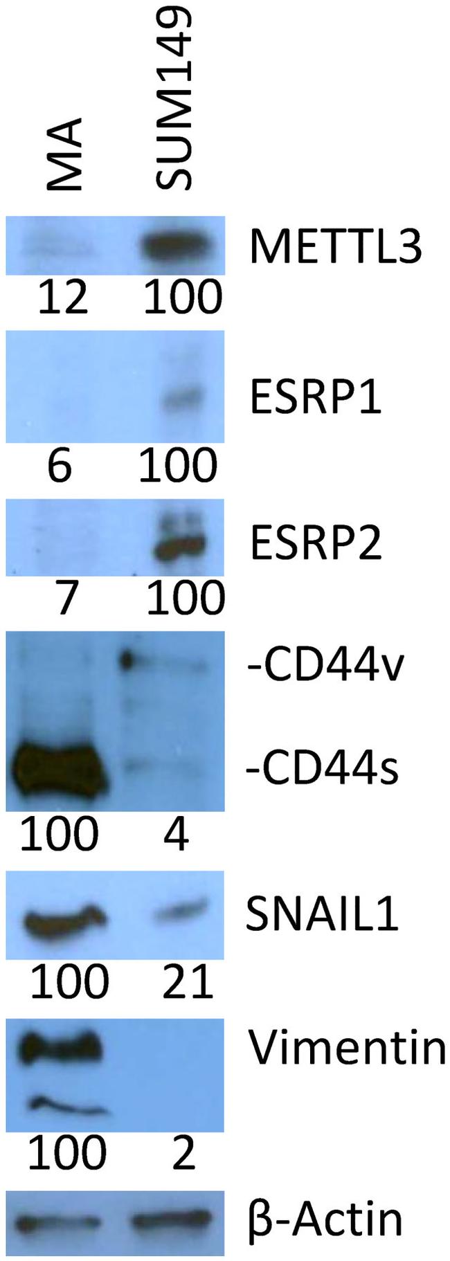 METTL3 Antibody in Western Blot (WB)