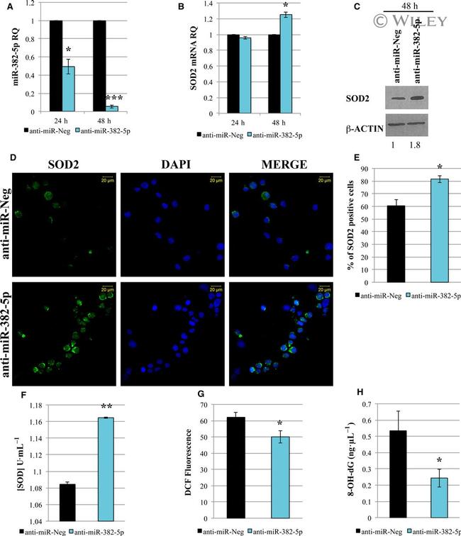 beta Actin Antibody in Western Blot (WB)