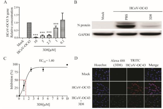 SARS Coronavirus Nucleocapsid Antibody in Western Blot (WB)