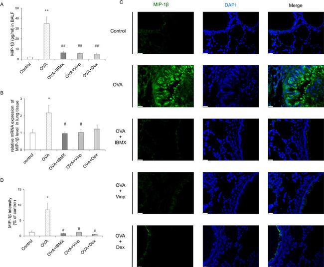 CCL4 Antibody in Immunohistochemistry, Immunohistochemistry (Paraffin) (IHC, IHC (P))