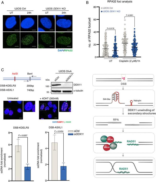 RPA2 Antibody in Immunocytochemistry (ICC/IF)