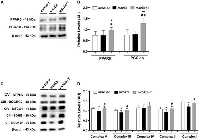 PPAR delta Antibody in Western Blot (WB)