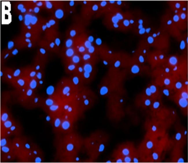 Mouse IgG (H+L) Cross-Adsorbed Secondary Antibody in Immunohistochemistry (Frozen) (IHC (F))