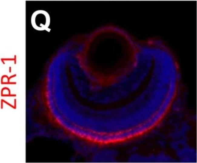 Goat anti-Mouse IgG2a Cross-Adsorbed, Alexa Fluor™ 594 (A-21135)