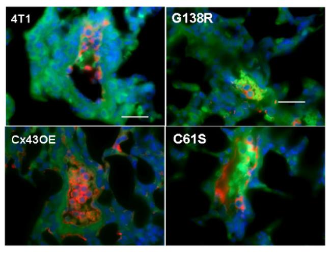 Connexin 43 Antibody in Immunocytochemistry, Immunohistochemistry, Immunohistochemistry (Paraffin) (ICC/IF, IHC, IHC (P))