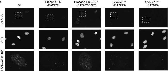 Rabbit IgG (H+L) Highly Cross-Adsorbed Secondary Antibody in Immunocytochemistry (ICC/IF)