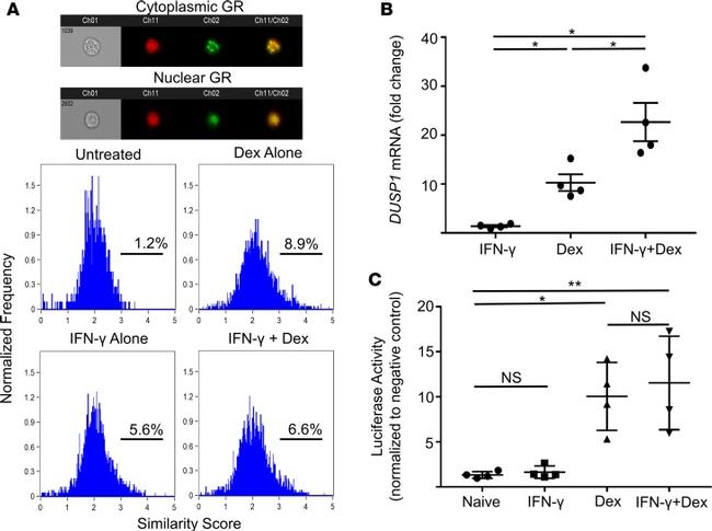 Glucocorticoid Receptor Antibody