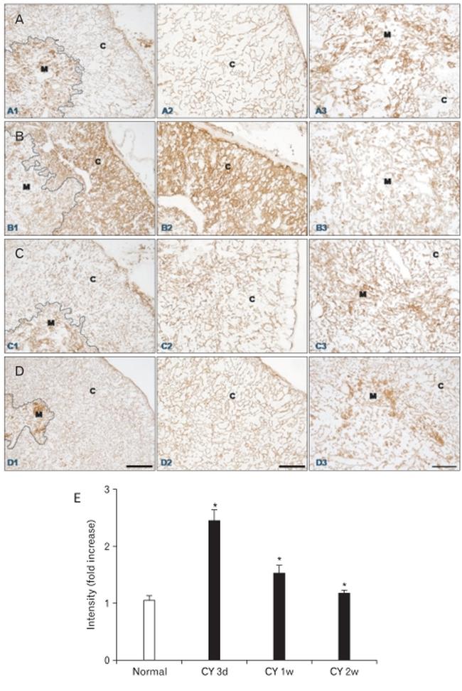 Cytokeratin 8 Antibody