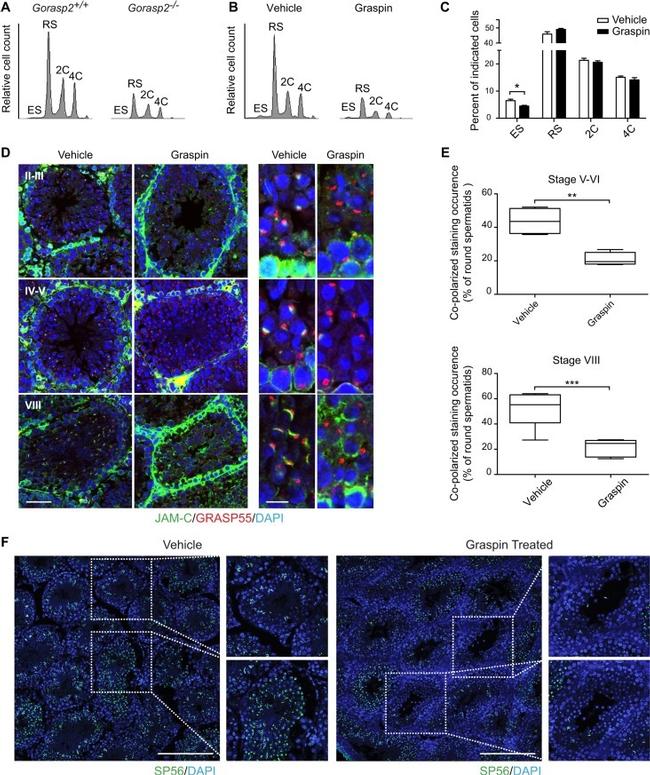 Sp56 Antibody