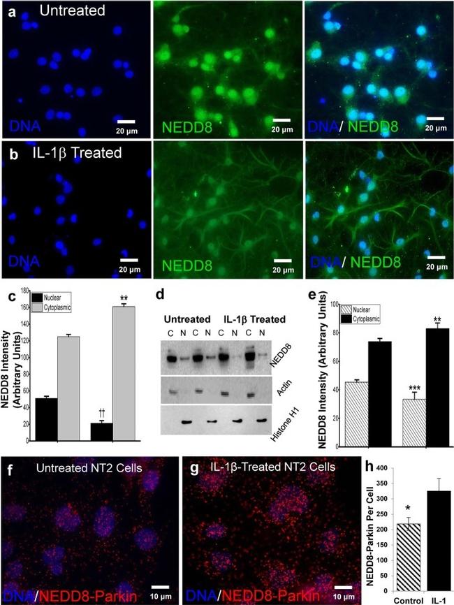 NEDD8 Antibody