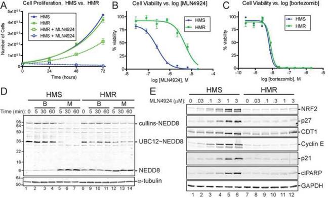 NEDD8 Antibody