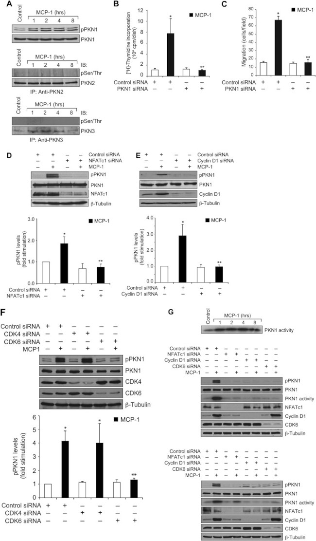 NFATC1 Antibody